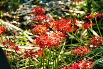 やすらぎの森の彼岸花
