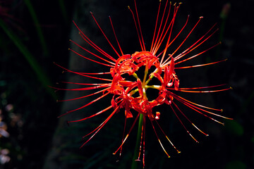 やすらぎの森の彼岸花
