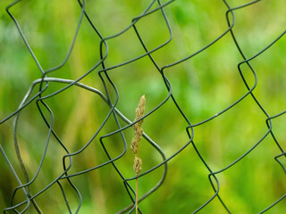 a wild plant grows on a fence in the garden
