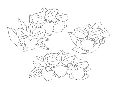 Flowers - orchid (Brassolaeliocattleya) on a white background. Set of simple elegant frames for your design. Vector line art illustration.