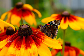 Admiral butterfly on rudbeckia flower on sunny summer - obrazy, fototapety, plakaty