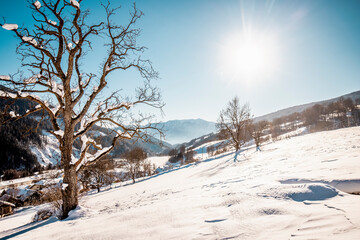 Bare trees on snow covered land at Trebesing, Carinthia, Austria