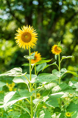 フラワーパーク