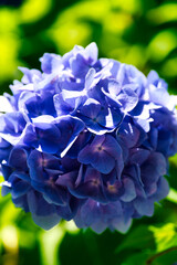 Obraz premium 三光寺の紫陽花