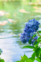 三光寺の紫陽花