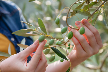 Woman picking fresh olives from tree