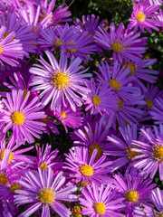Velvet Purple Floral background. Purple aster flowers creeping carpet close-up. Beautiful summer and autumn greeting card in purple tones