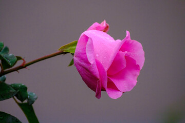 雨降りの中のピンクの薔薇。花びらの水滴をマクロレンズで撮影。背景は暗くぼかして花を浮かび上がらせる