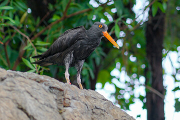black winged blackbird