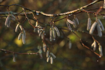 Tree branches with earrings in sunny weather