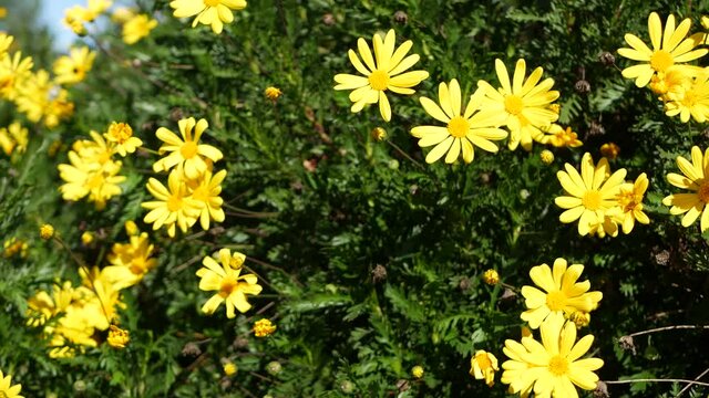 Yellow daisy flowers blossom, home gardening in California, USA. Natural botanical close up background. Euryops Pectinatus bloom in spring fresh garden. Springtime flora, Asteraceae bush in soft focus