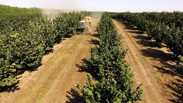 Orchard with Hazelnuts Aerial ; Aerial shot of a hazelnut plantation during harvest with a modern combine