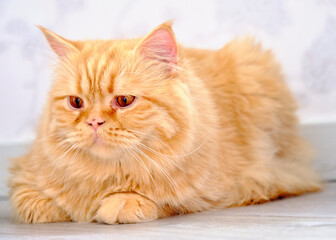 Fototapeta na wymiar A red British cat with a long coat lies on a white background