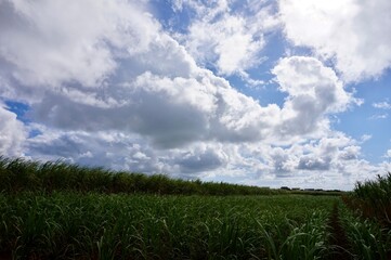 沖縄県宮古島　秋空とサトウキビ畑