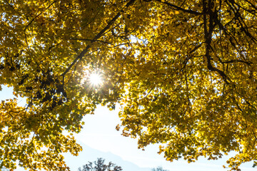 golden autumn leaves