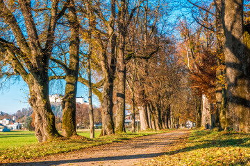 autumn landscape with trees