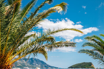 Fototapeta na wymiar Budva beach and palm trees in Montenegro