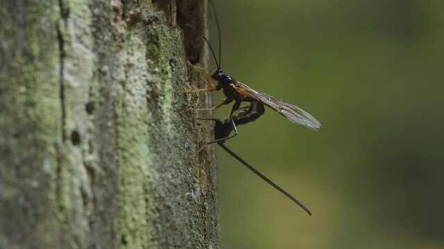 Ichneumon wasp drilling a hole into wood. A parasitoid wasp female possibly laying eggs into wood