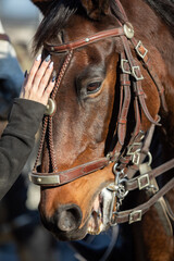 A woman strokes a chestnut-colored horse's head.