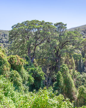 Grootrivier Pass Indigenous Forest