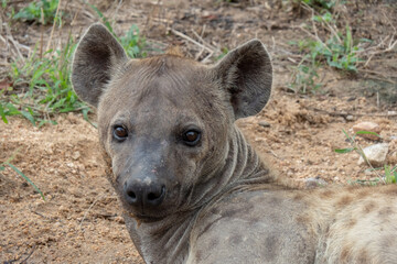 Close up of An adult spotted hyena - crocuta crocuta. Location: Kruger National Park, South Africa