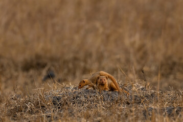 Dwarf Mongoose - Helogale parvula, beautiful small civet from eastern African savannas and bushes, Lake Mburo National Park, Uganda.