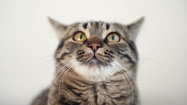 Close up of tabby cat portrait. Funny serious domestic kitten. Pets at home. Hungry cat. Soft focus, handheld 