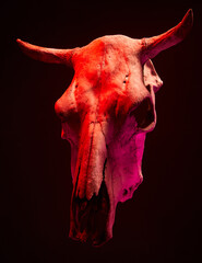 Image of menacing bull skull with color light on black background. Halloween holiday decoration concept image.