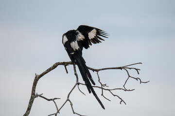 A pintailed whydah grooming his grooming his feathers while sitting on a branch.  Location: Kruger National Park, South Africa.