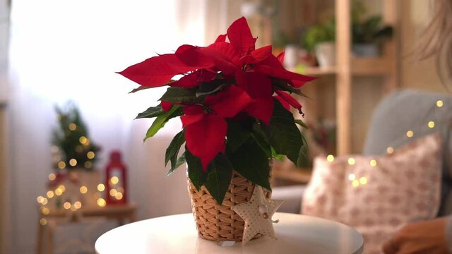 Beautiful poinsettia in wicker pot and woman hands preparing gifts on blurred holiday decoration background. Traditional Christmas star flower