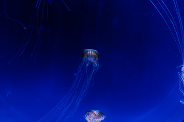 Jellyfish on a blue background from Aquarium in Prague.