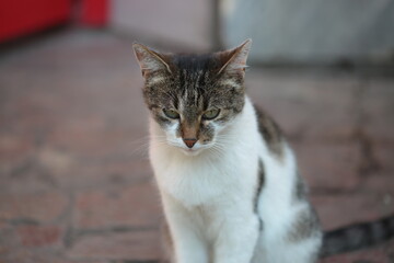 Naklejka na ściany i meble sad cat sitting on the street