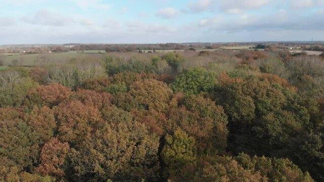 Flying over tree canopy. Autumn nature video clip.
