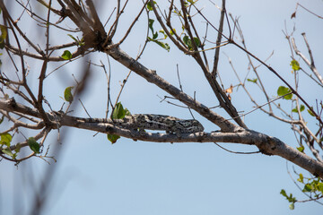 Side profile of a Flap Neck Chameleon - Chamaeleo dilepis - on a tree branch, looking straight at the viewer.  Location: Kruger National Park, South Africa