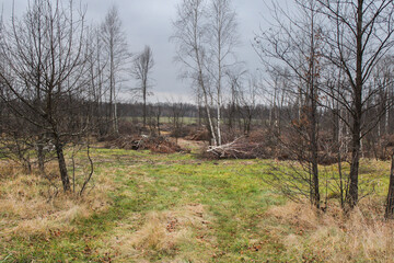 Obraz premium Cut down trees and bushes in the forest
