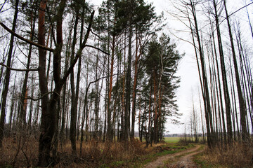 morning in the woods in the autumn forest