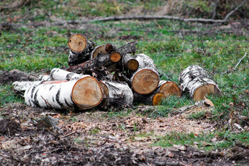 stack of firewood in forest