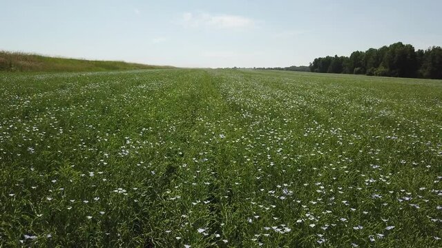 Aerial  shot of flowering crop field with camera from left to right movement when sunny summer and some light clouds. Forest in right