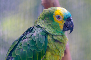 blue and yellow macaw
