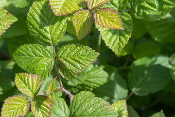 Fresh green leaves of the bush plant