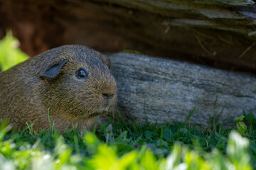 Meerschweinchen draußen