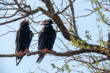 A pair of bateleur eagles - Terathopius ecaudatus - sitting on the branch of a tree. Location: Kruger National Park, South Africa.