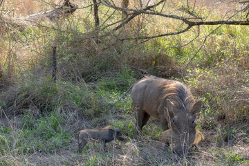 A warthog sow and her piglet roaming in the grass.  Location: Kruger National Park, South Africa.