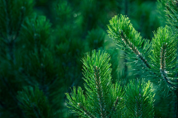 Fototapeta na wymiar Sunlit green fresh pine branches on dark backdrop of young pine forest. Close up. Copy space.