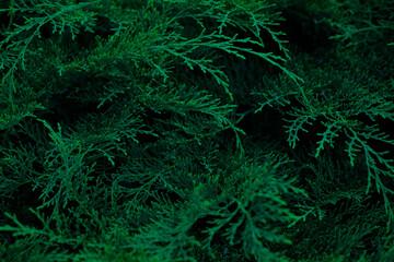 Deep green fresh arborvitae branches close up as background or wallpapers.