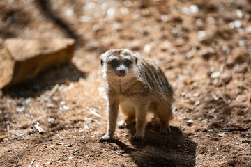 An American Badger in Palm Springs, California