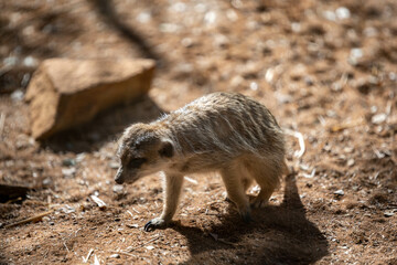 An American Badger in Palm Springs, California