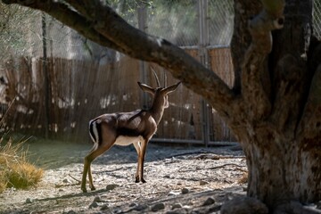 A Cuvier Gazelle in Palm Springs, California
