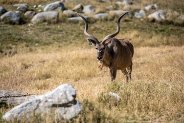 A Greater Kudu in Palm Springs, California