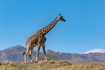 A long slender giraffe in Palm Springs, California